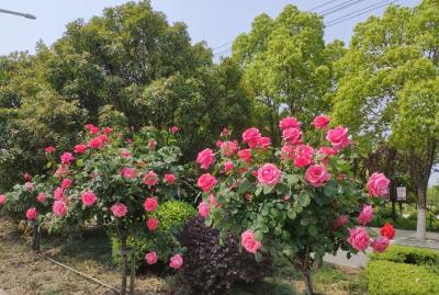 枣阳：“栽花添景”工程扮靓城市道路