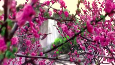 刘升镇油坊村：贫困村的美丽乡村梦