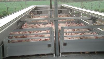 枣阳恢复生猪产能保供应