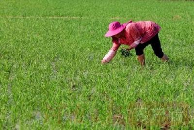 随阳管理区落实安全防汛与雨后补种两手抓