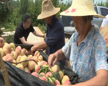 我市多措并举拓宽桃农销售渠道