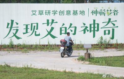 七夕寻“艾”湖北蕲春 一棵神奇小草长为“扶贫大树”