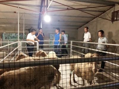 枣阳检察院：精准扶贫丨养殖合作社新模式 走上产业扶贫新路子 