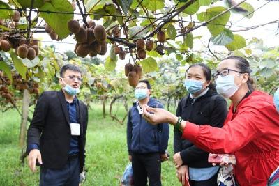 麻辣味的猕猴桃你吃过吗？中科院武汉植物园种出高端水果“金桃”