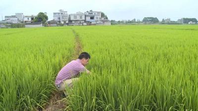广西宾阳：预防稻田病虫害 助力农民增产丰收
