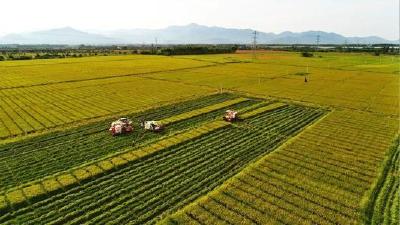 我国研发出经济适用型杂交水稻制种机械