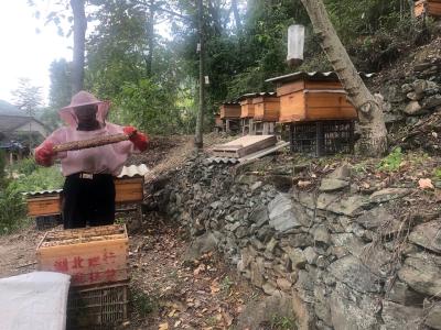 一线报告丨湖北郧西白岩河村：扶贫干部当起养蜂技术员
