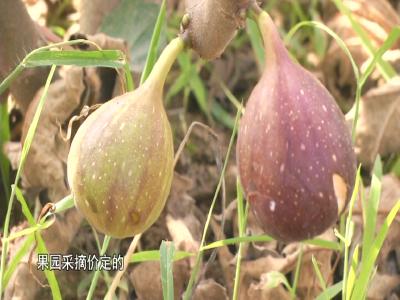 无花果香飘致富路 打造特色产业链