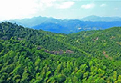 江西返还各地森林植被恢复费6.69亿元