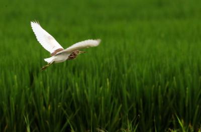 江苏张家港：鹭鸟欢歌在田间