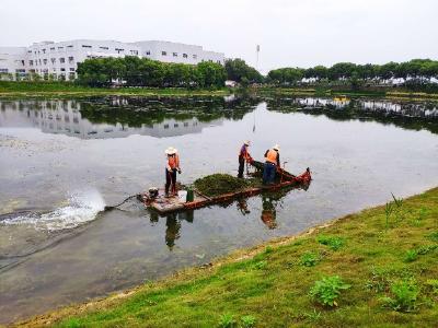 【区县新闻】武汉临空港湖泊整治成效显著，昔日鱼塘重现水清岸绿