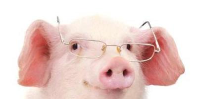 猪肉价格拐点要来了吗