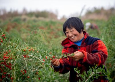 青海格尔木：持续推进化肥农药减量增效行动