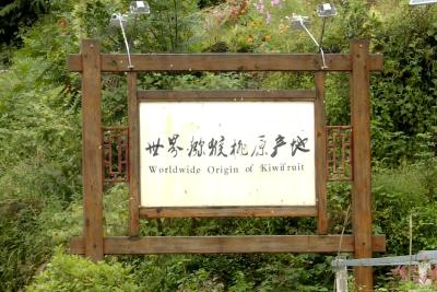 湖北夷陵：30亩“原产黄金”已成熟 等你来品