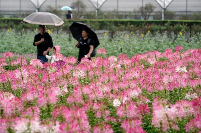 【灵秀湖北·花开四季】武汉郁金香主题公园：百花争艳香满园