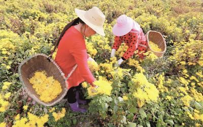 湖北：坐拥475万亩“百草园” 道地药材产业蓄势待飞
