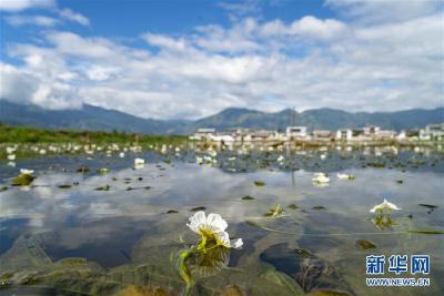 云南大理洱源：生态海菜助民增收 