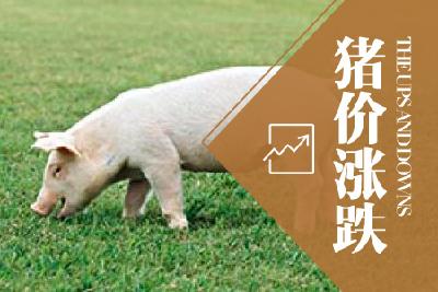 猪肉价格后年跌到四五元？养殖企业有话说……