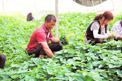脱贫故事丨李安学：贫困户变身“土专家”