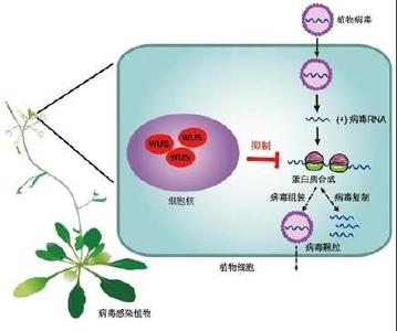 植物如何抵抗病毒？我国科学家发现植物干细胞广谱抗病毒机制