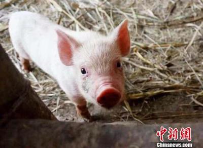 猪肉不香了？“猪中茅台”净赚100亿，市值却缩水772亿