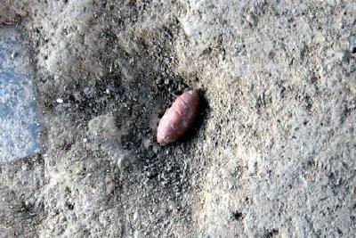 山西夏县师村遗址发现距今6000年石雕蚕蛹