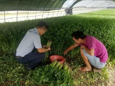 江苏南通通州区李维杰：90后创业小伙带动百余村民共致富