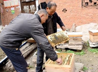 河南汝州张丙寅：山乡贫困户经营着“甜蜜”事业