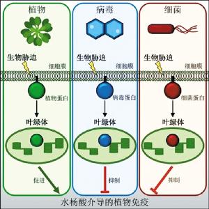 探寻植物抗病之路： 我国细胞膜信息传递研究获重大发现