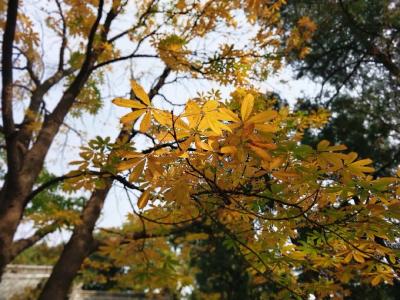 今日霜降 ，这些健康常识要知道！