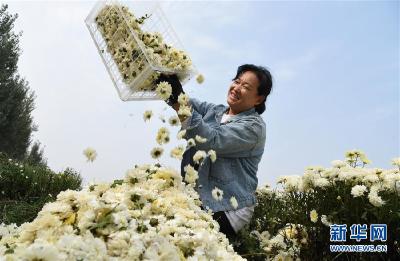 订单菊花助农增收