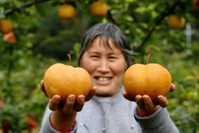 湖北保康：“黄金梨”飘香 采摘正当时