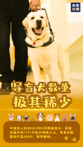你愿意和导盲犬同行吗？