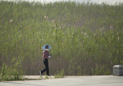 “风吹稻花香两岸”  汉口江滩为啥种芦苇不种水稻？解释来了