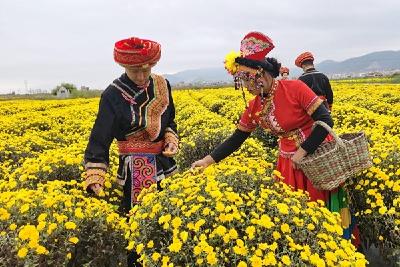 云南昭通：皇菊盛开采摘忙 喜悦写在脸上