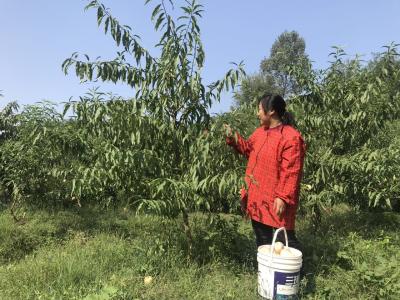 脱贫故事｜桃园“姐妹花”带领乡亲增收致富