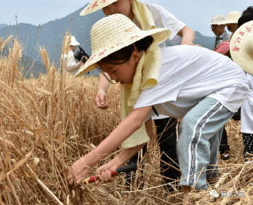 把劳动教育放在田埂之上——西安一小学“花式”践行“爱粮节约”