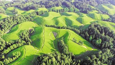 湖北鹤峰：打造有机茶第一县