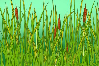 《诗经》里的植物——蒲