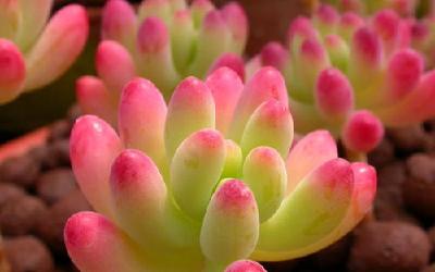 植物如何抵抗病毒？ “反病毒劫持”关键蛋白被发现