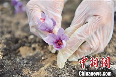 青海：柴达木盆地“产业之花”助力农牧民增收