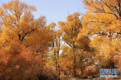 秋色斑斓耀“沙乡”