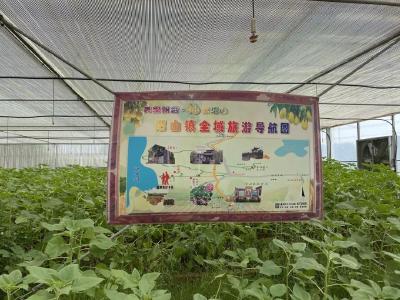 【决胜脱贫】怒放的幸福