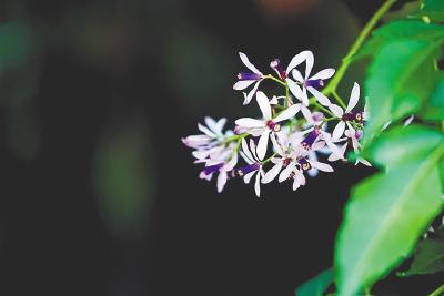 气味担当海南花