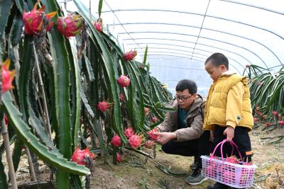 扶贫印记丨湖北保康：“南果北种”助推产业富农