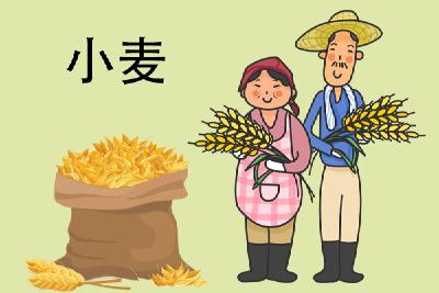 什么是小麦蛋白？