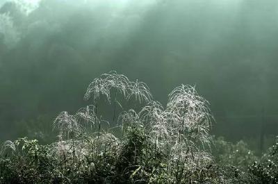 霜来秋色浓