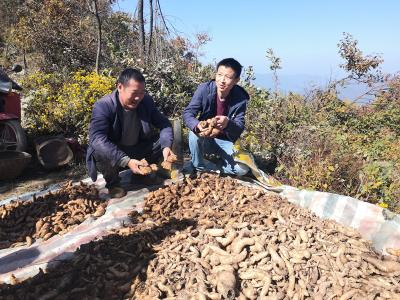 绣花功夫｜湖北谷城青龙山村：天麻成为致富“金钥匙”