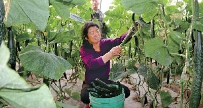 温室蔬菜产销旺 种菜农民致富忙