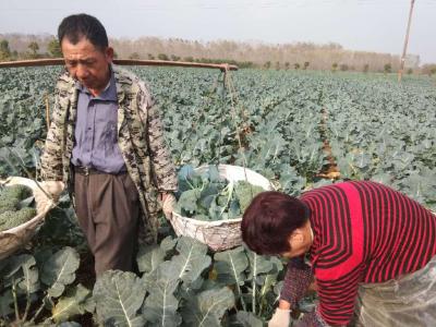 湖北武汉经开区：500余亩花菜陆续丰收上市